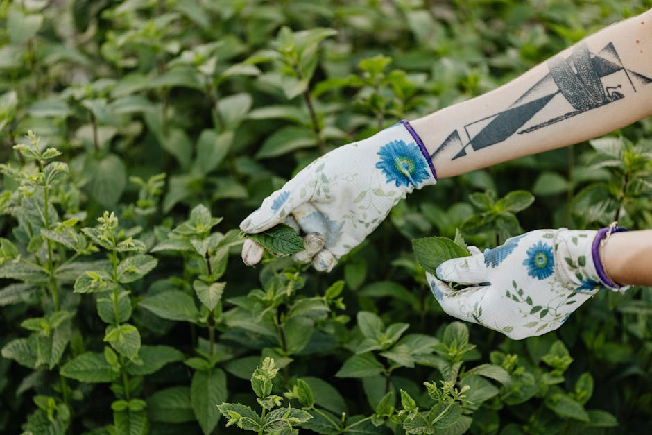A person wearing white gardening gloves with blue floral patterns is pruning a green leafy plant in a garden. The garden features dense, healthy foliage with textured, vibrant green leaves and stems.